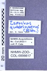 Etiketten zu Zorochros quadrinaevus (Reitter, 1895) (NHMW-ZOO-COL-0006617)